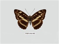 藏品(白圈帶蛺蝶)的圖片